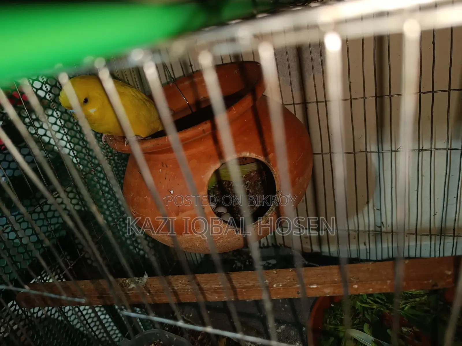 3 Pairs of Budgie Birds