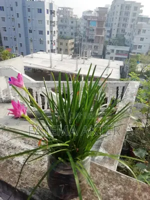 রেইন লিলি বিক্রি করা হয়