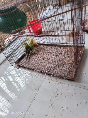 2 pairs of birds for sale