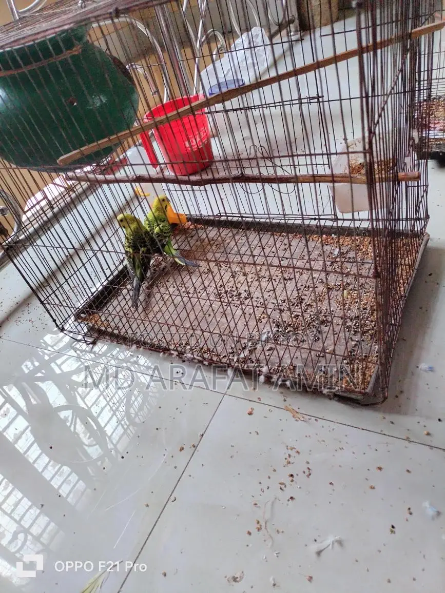 2 pairs of birds for sale