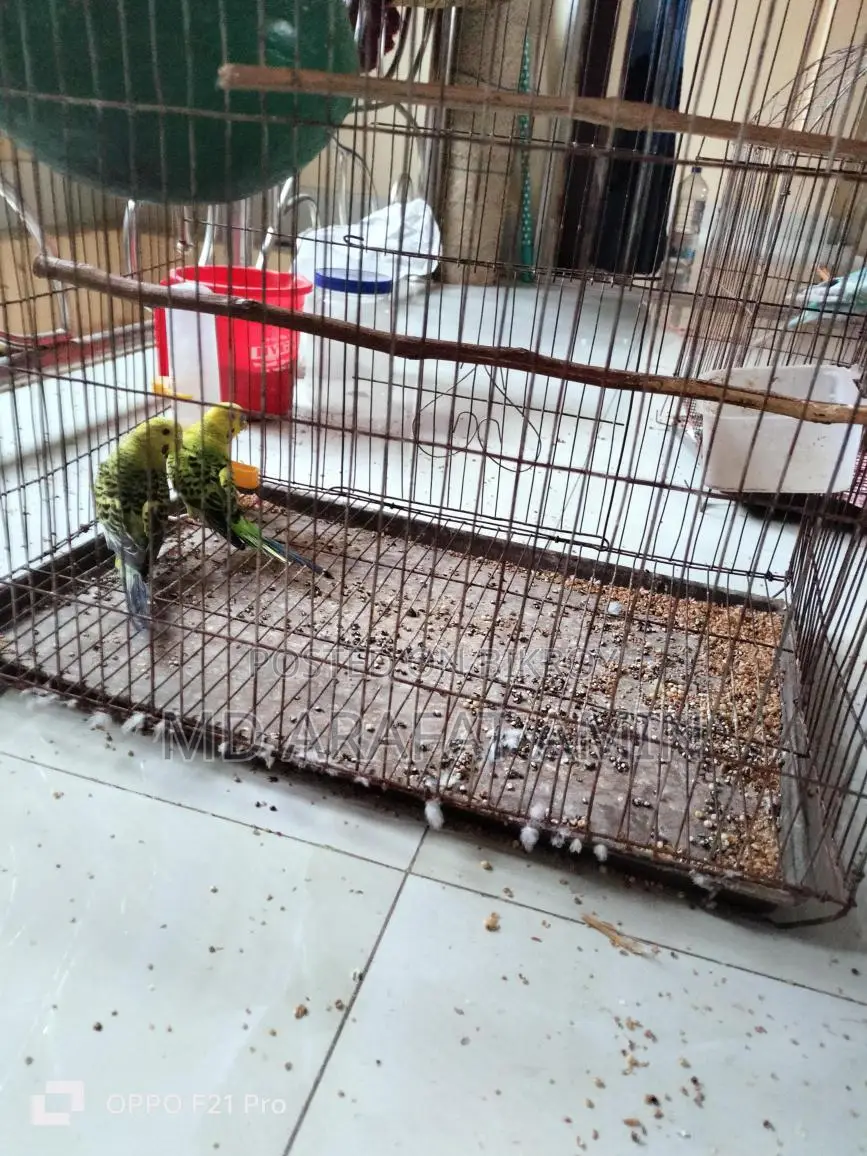 2 pairs of birds for sale