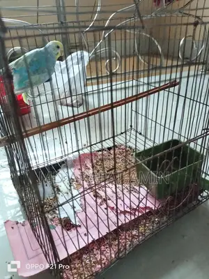 2 pairs of birds for sale