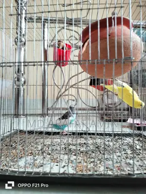 2 pairs of birds for sale