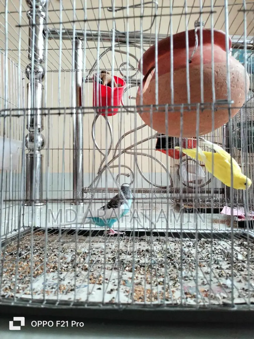 2 pairs of birds for sale