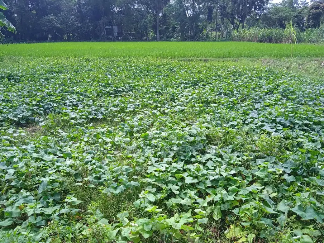 7.5 Bigha Land with Boundary Wall for Sale in Purbachal