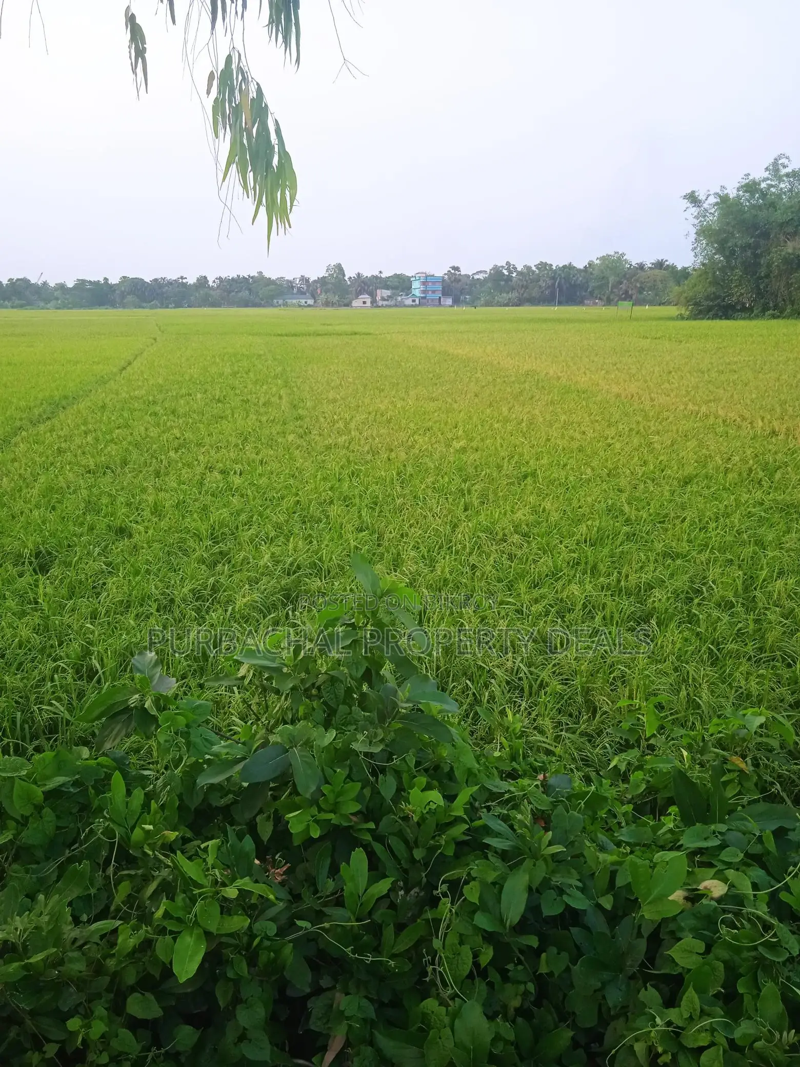 রূপগঞ্জে প্রিমিয়াম ইনভেস্টমেন্ট: ৭০ শতাংশ জমি এখনই আপনার