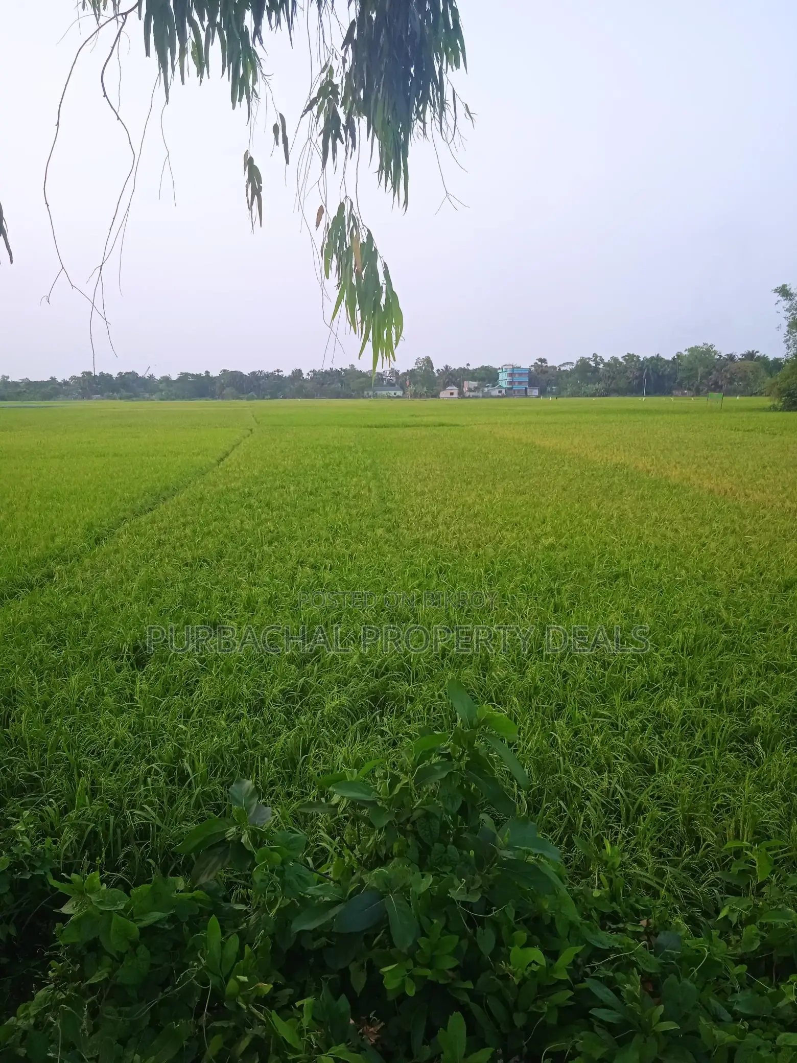 রূপগঞ্জে প্রিমিয়াম ইনভেস্টমেন্ট: ৭০ শতাংশ জমি এখনই আপনার