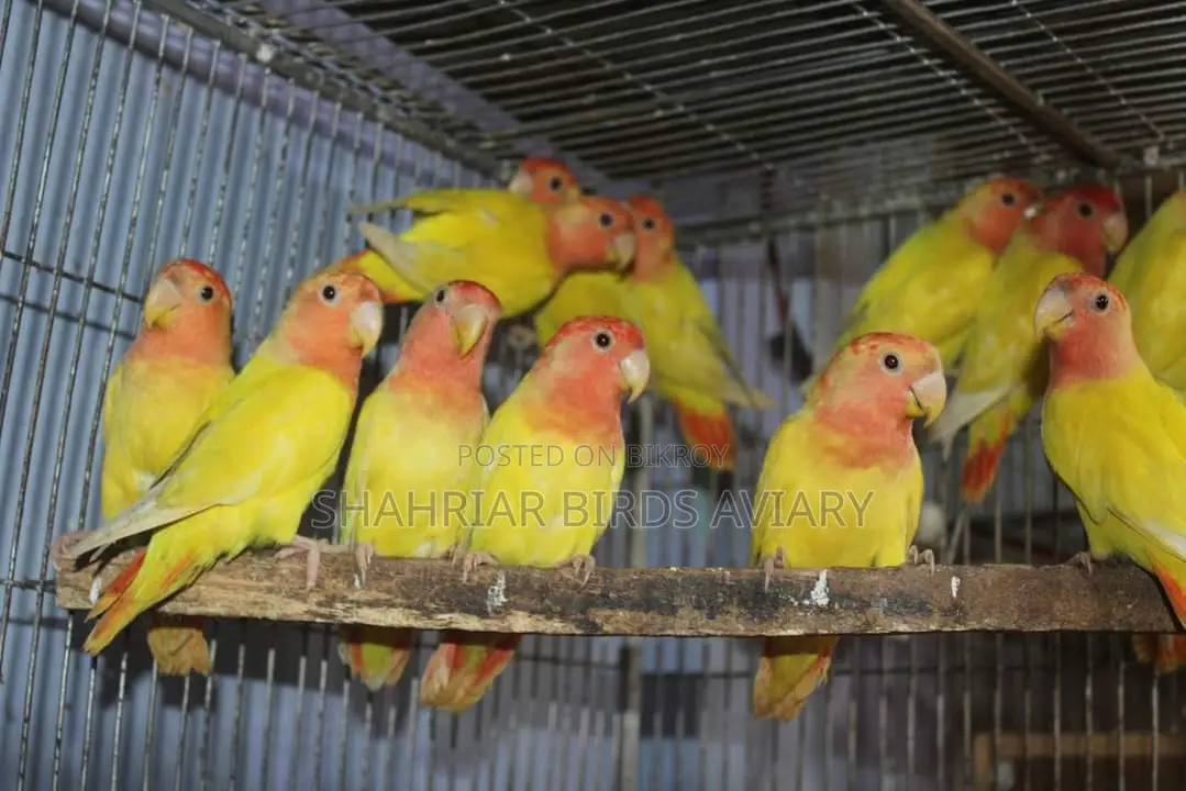 Red Opaline Lovebird