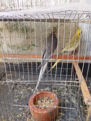 ১ জোড়া রানিং ককাটেল পাখি বিক্রি হবে