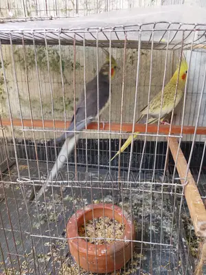১ জোড়া রানিং ককাটেল পাখি বিক্রি হবে