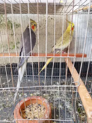 ১ জোড়া রানিং ককাটেল পাখি বিক্রি হবে