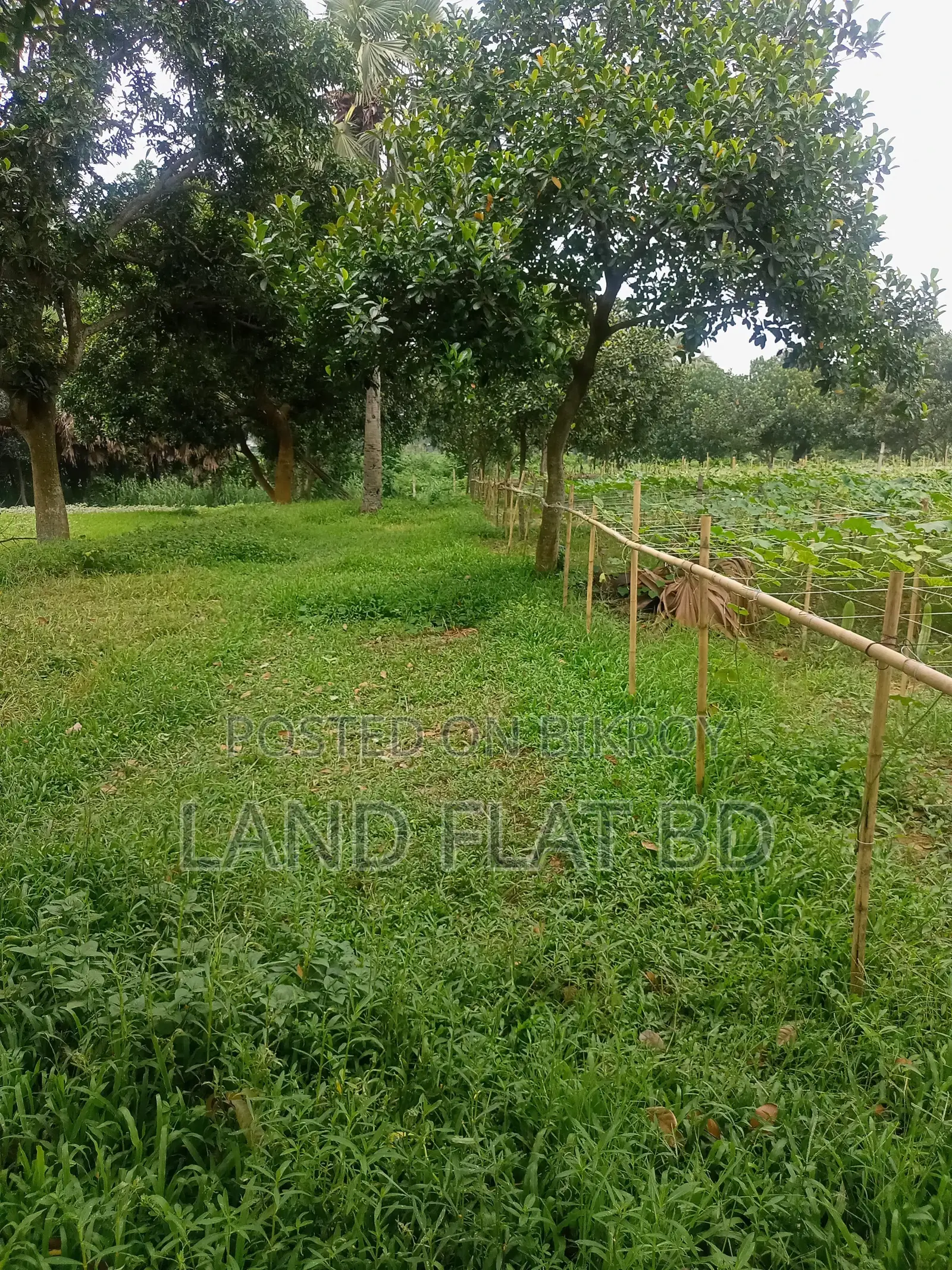 10 Katha Plot for Sale, Suitable for Living in a Quiet Environment