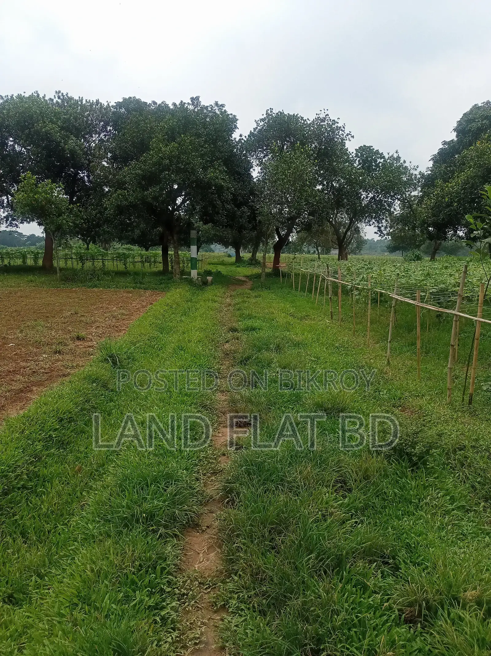 10 Katha Plot for Sale, Suitable for Living in a Quiet Environment