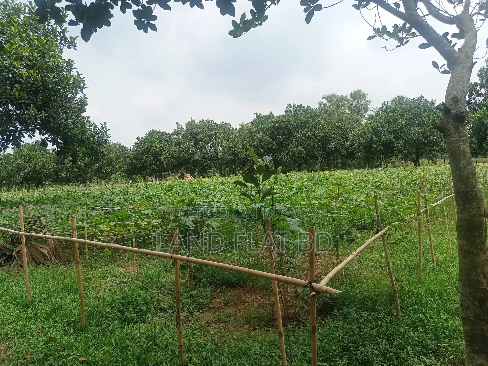 Purchase 20 Katha Land with Cash or a Five-Year Installment Plan