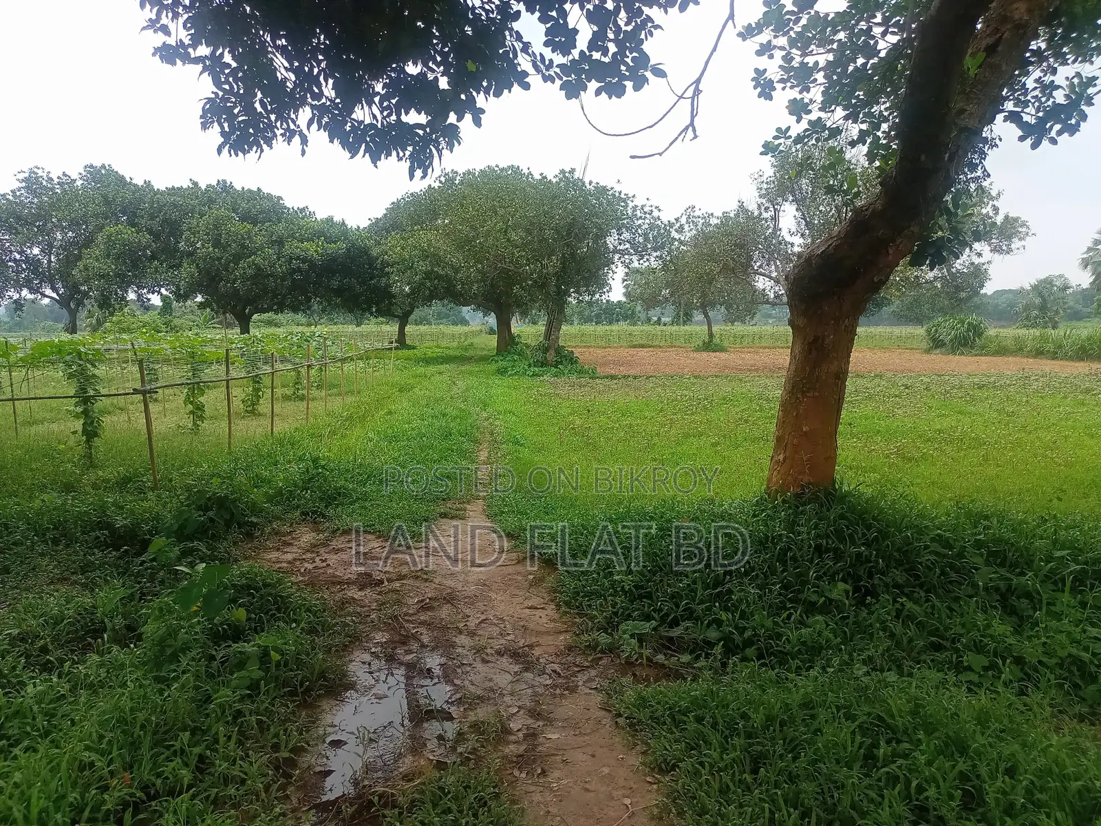 Purchase 20 Katha Land with Cash or a Five-Year Installment Plan