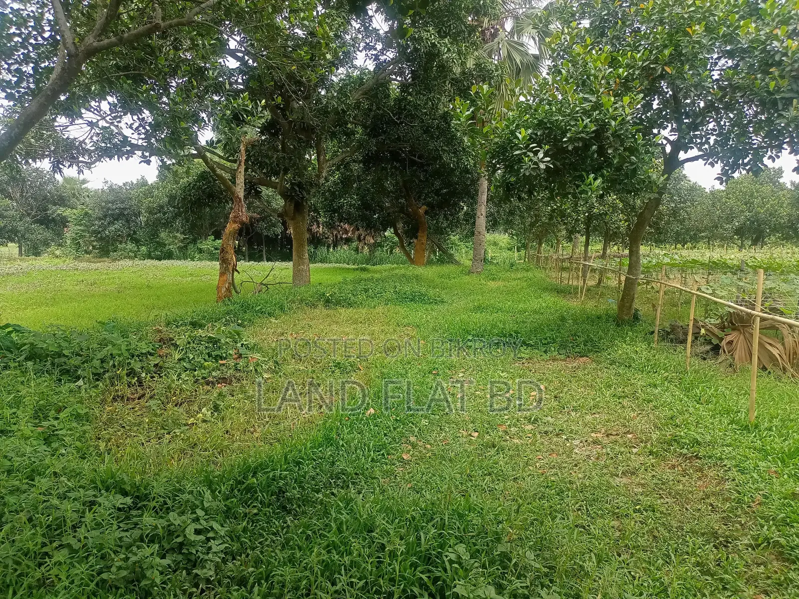 Purchase 20 Katha Land with Cash or a Five-Year Installment Plan
