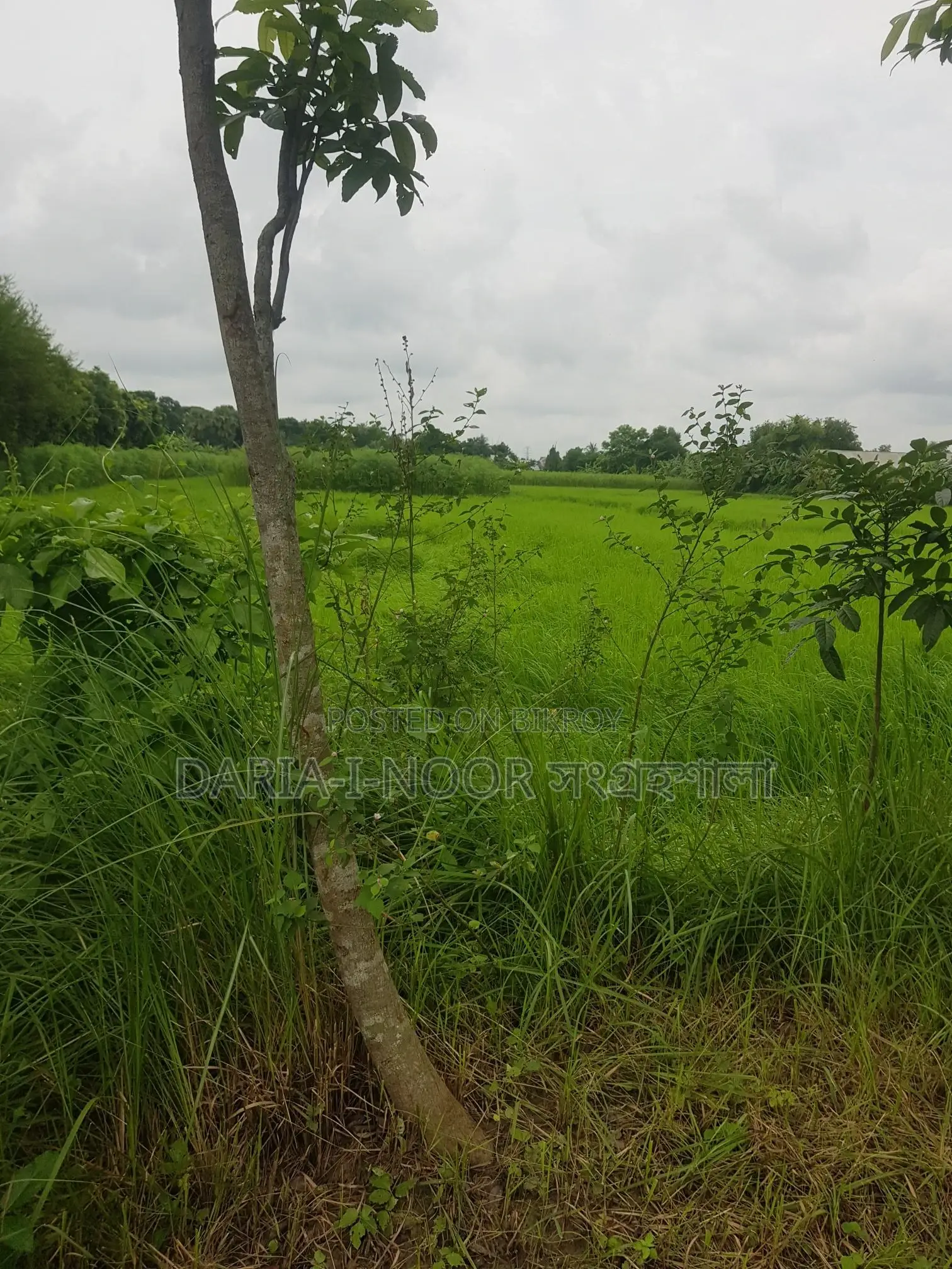 শেখ রাসেল সেনা নিবাস সংলগ্ন জাজিরা নাওডোবাতে ৩০ বিঘা জমি বিক্রি হবে