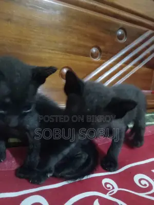 Black kitten biral Free