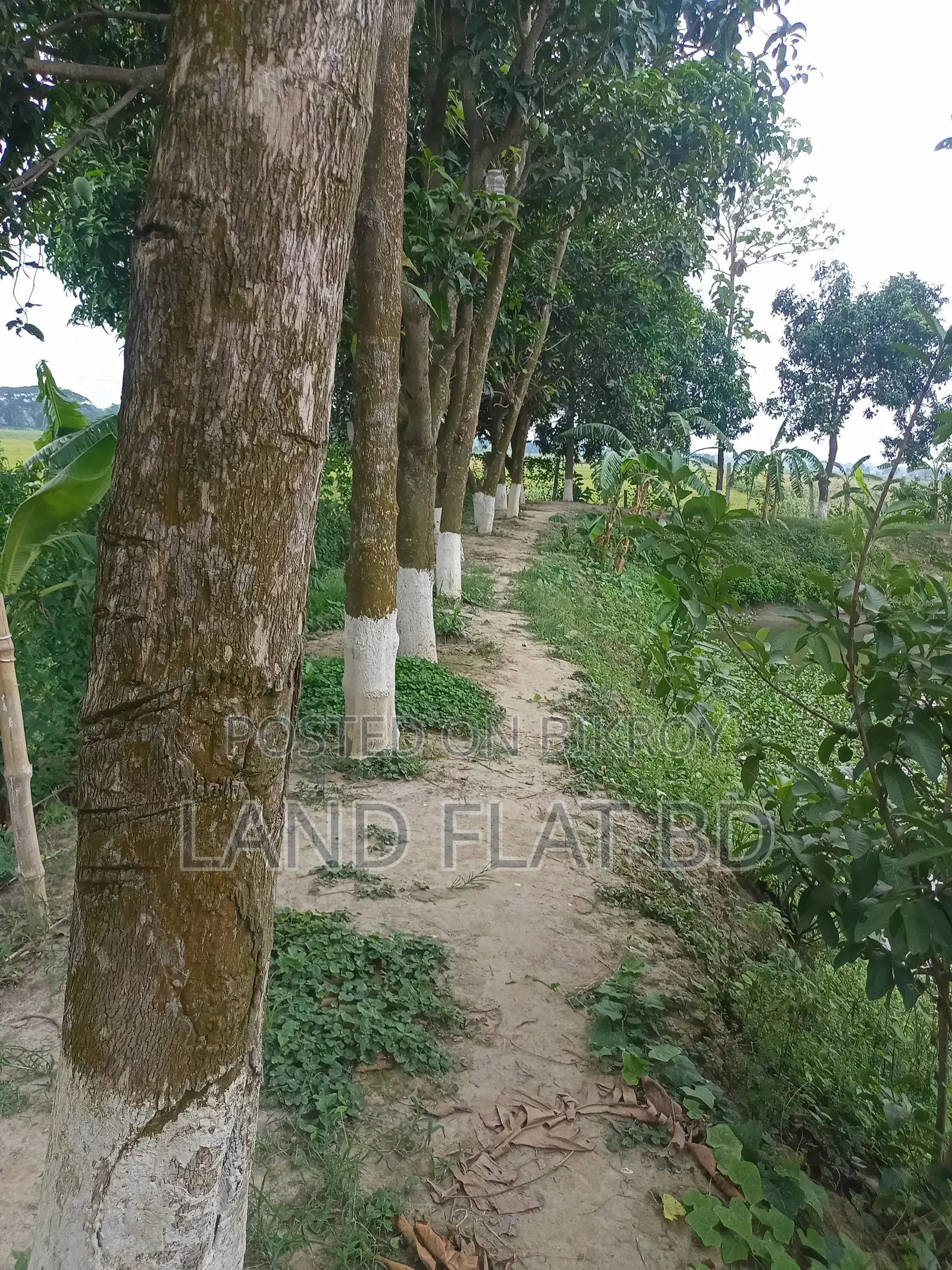 কম দামে,নিট প্লট, বি ব্লকে - ৩/৫/১০ কাঠা জমি বিক্রি করা হইবে