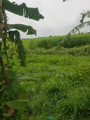 83 Bigha Land for Sale at Naodoba Gani More, Jajira Shariatpur Main Road