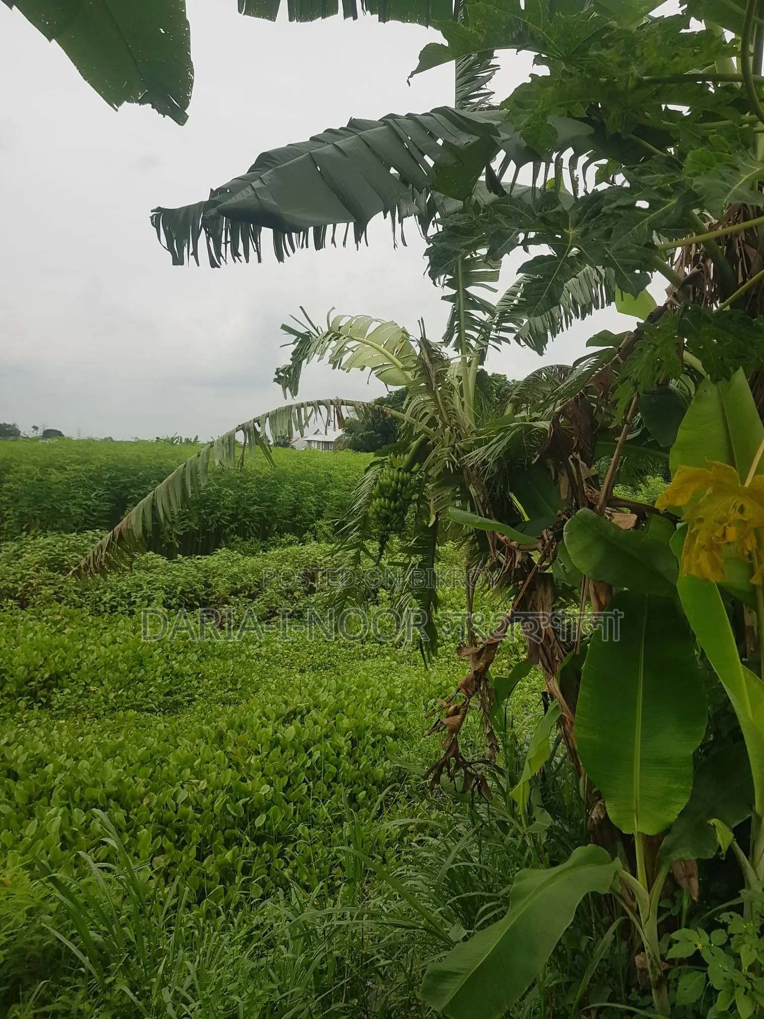 জাজিরা শরিয়তপুর মেইন রোডের সাথে নাওডোবা গনি মোড়ে ৮৩ বিঘা জমি বিক্রি হবে