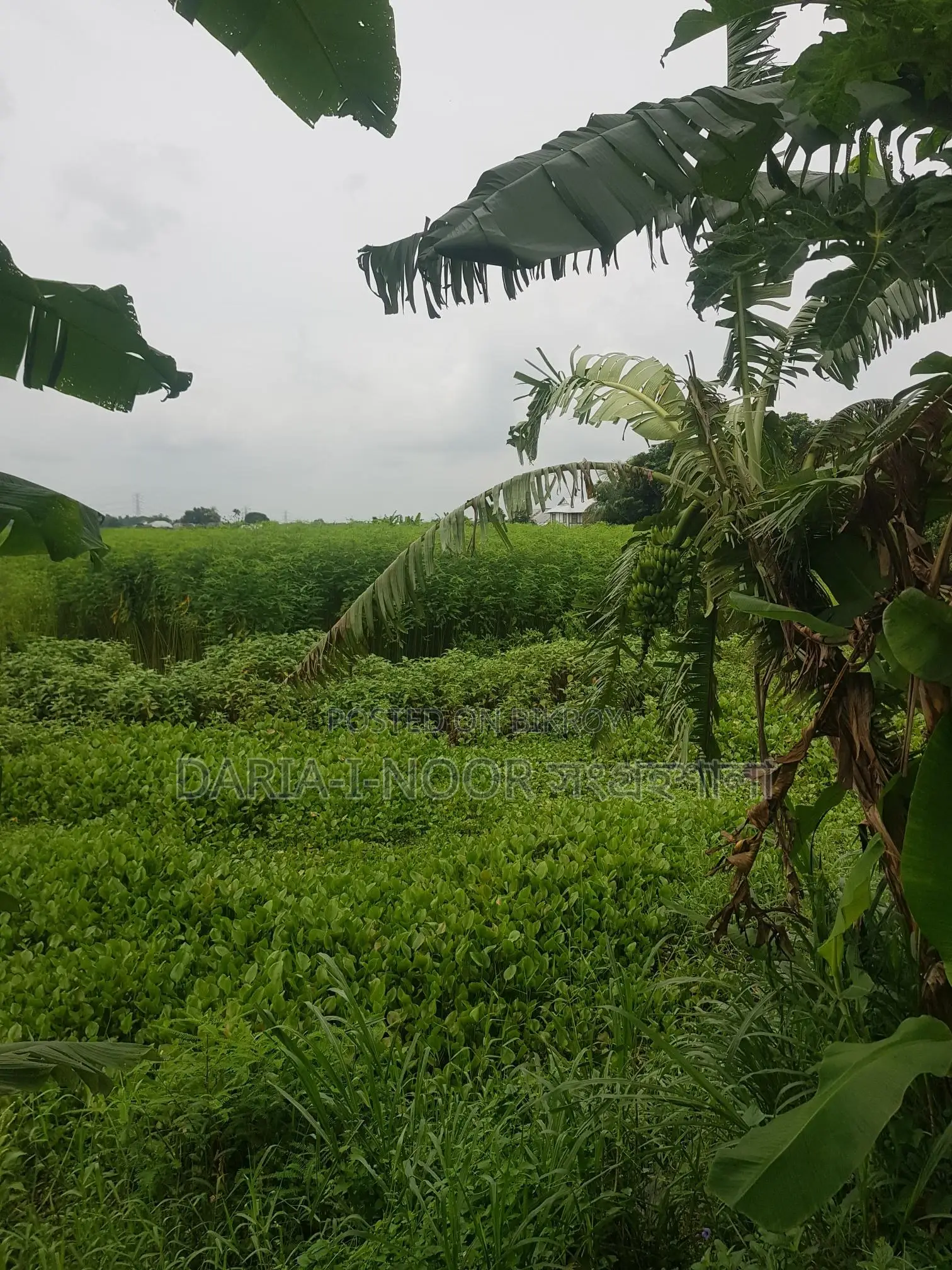জাজিরা শরিয়তপুর মেইন রোডের সাথে নাওডোবা গনি মোড়ে ৮৩ বিঘা জমি বিক্রি হবে