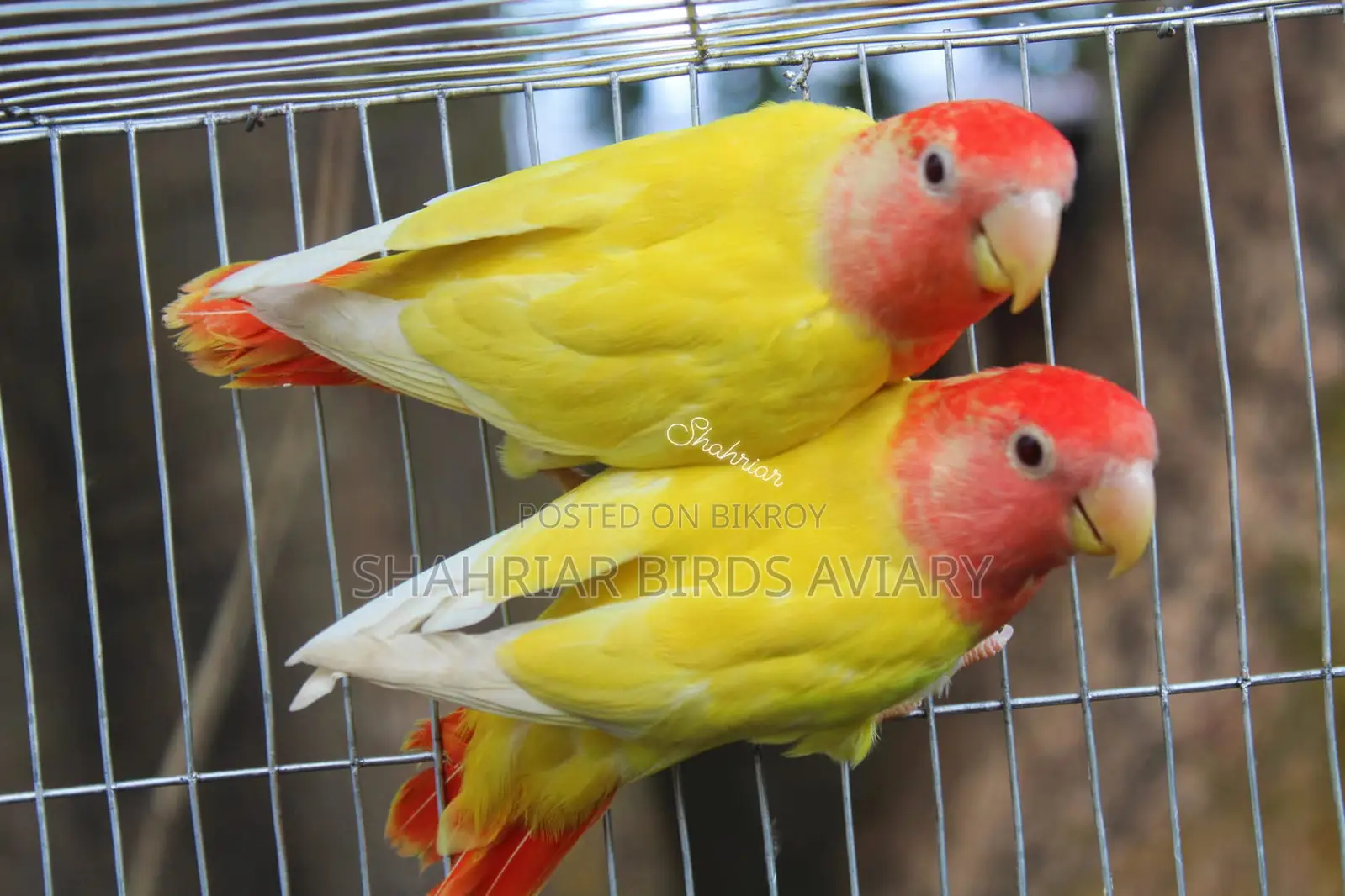 Red Head Opaline Lovebird