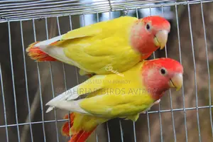 Red Head Opaline Lovebird