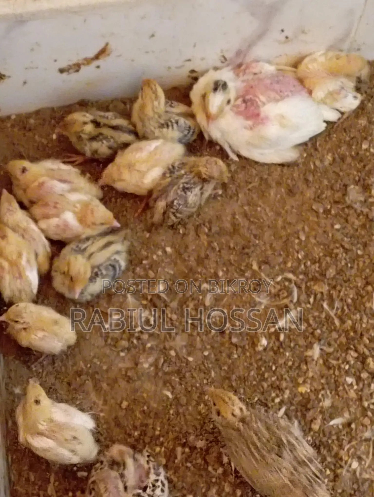 ইউরোপীয়ান জায়ান্ট কটনিক্স কোয়েলের বাচ্চা
