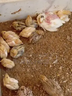 ইউরোপীয়ান জায়ান্ট কটনিক্স কোয়েলের বাচ্চা