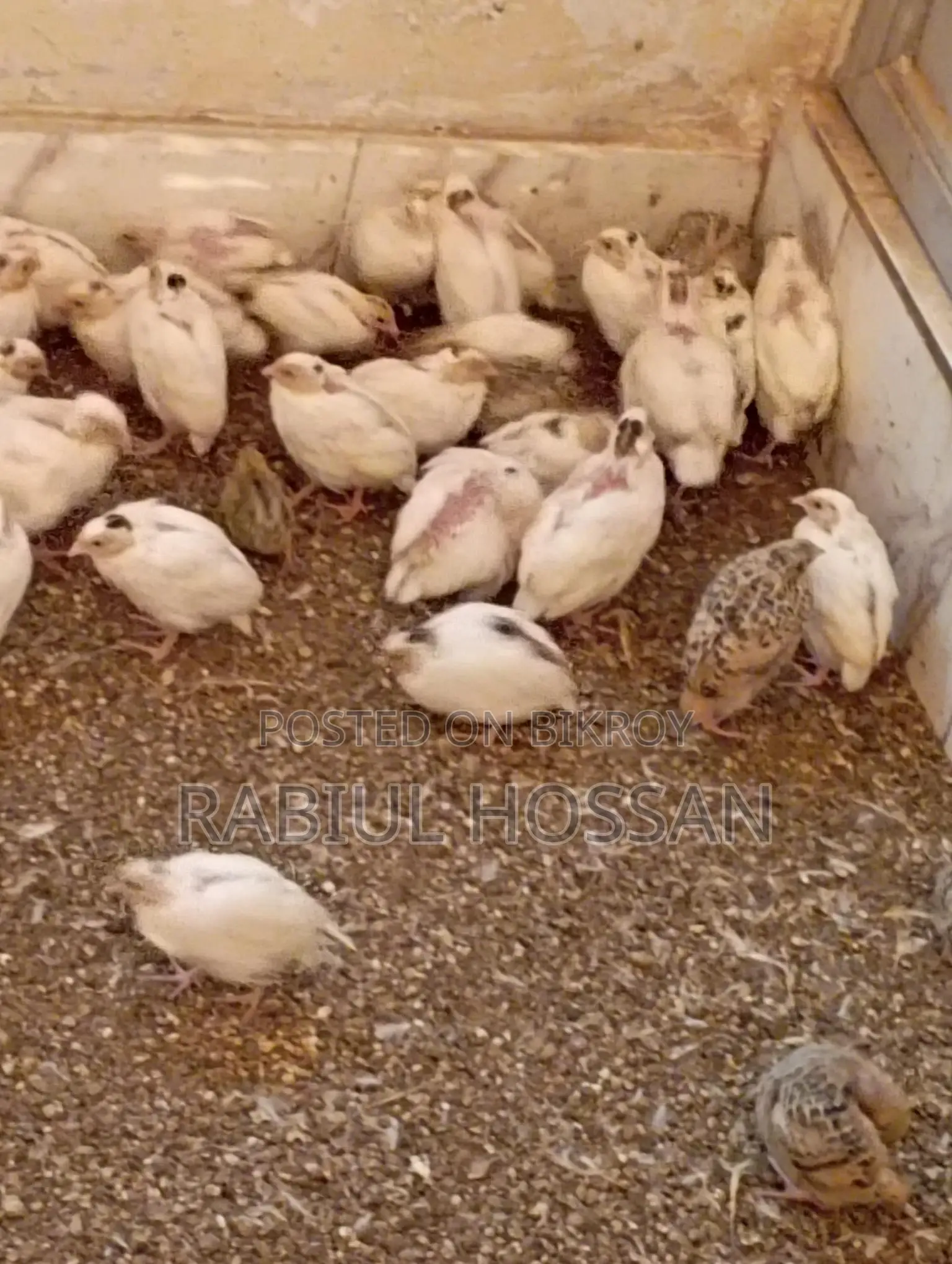 ইউরোপীয়ান জায়ান্ট কটনিক্স কোয়েলের বাচ্চা