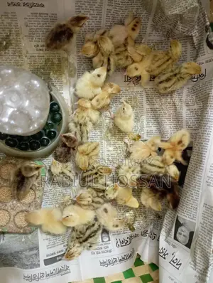 ইউরোপীয়ান জায়ান্ট কটনিক্স কোয়েলের বাচ্চা