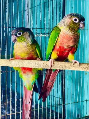 ইয়োলো সাইডেড কনিউর