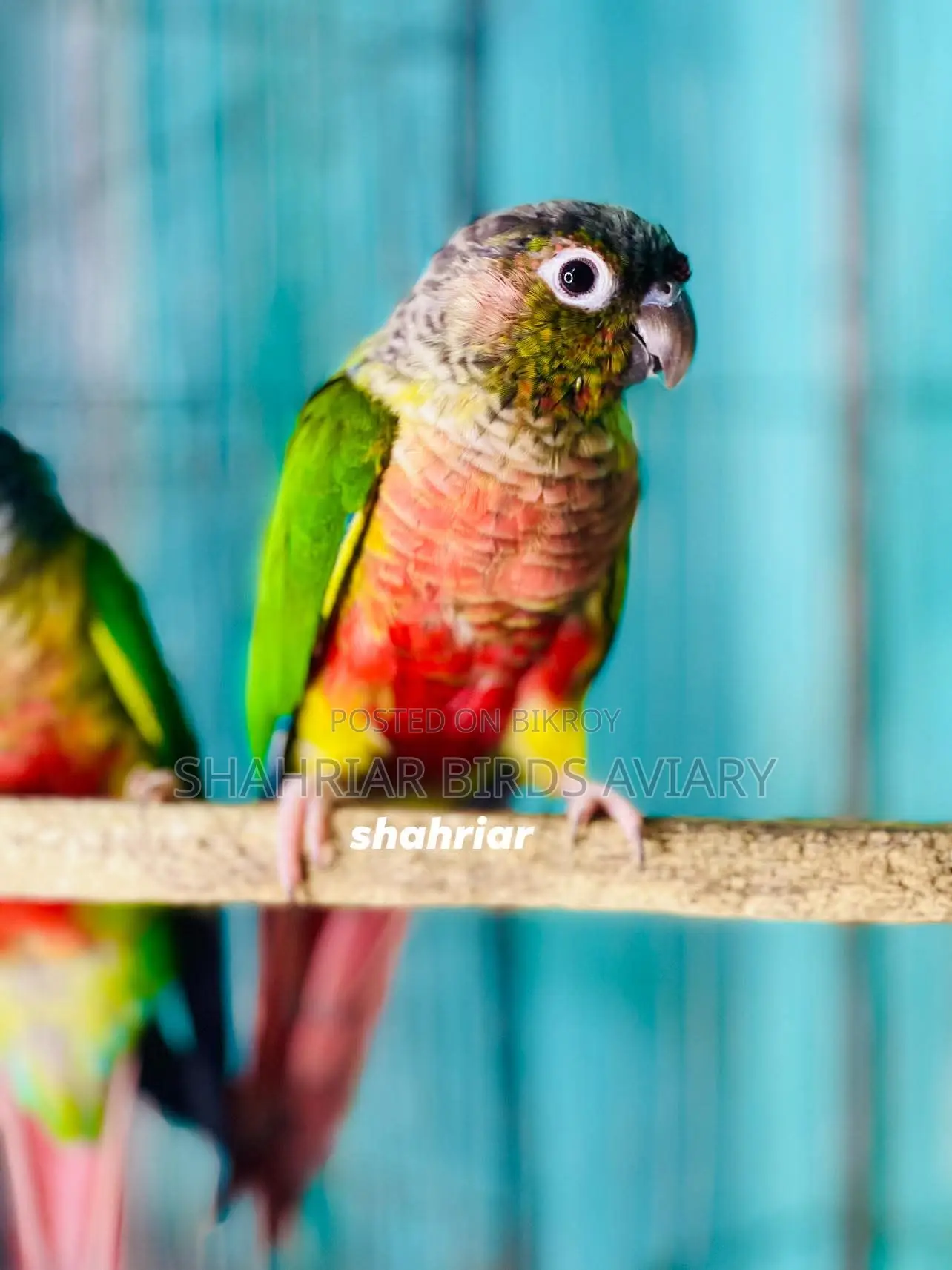 Yellow Sided Conure
