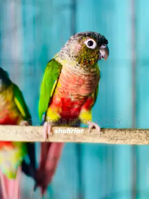 Yellow Sided Conure