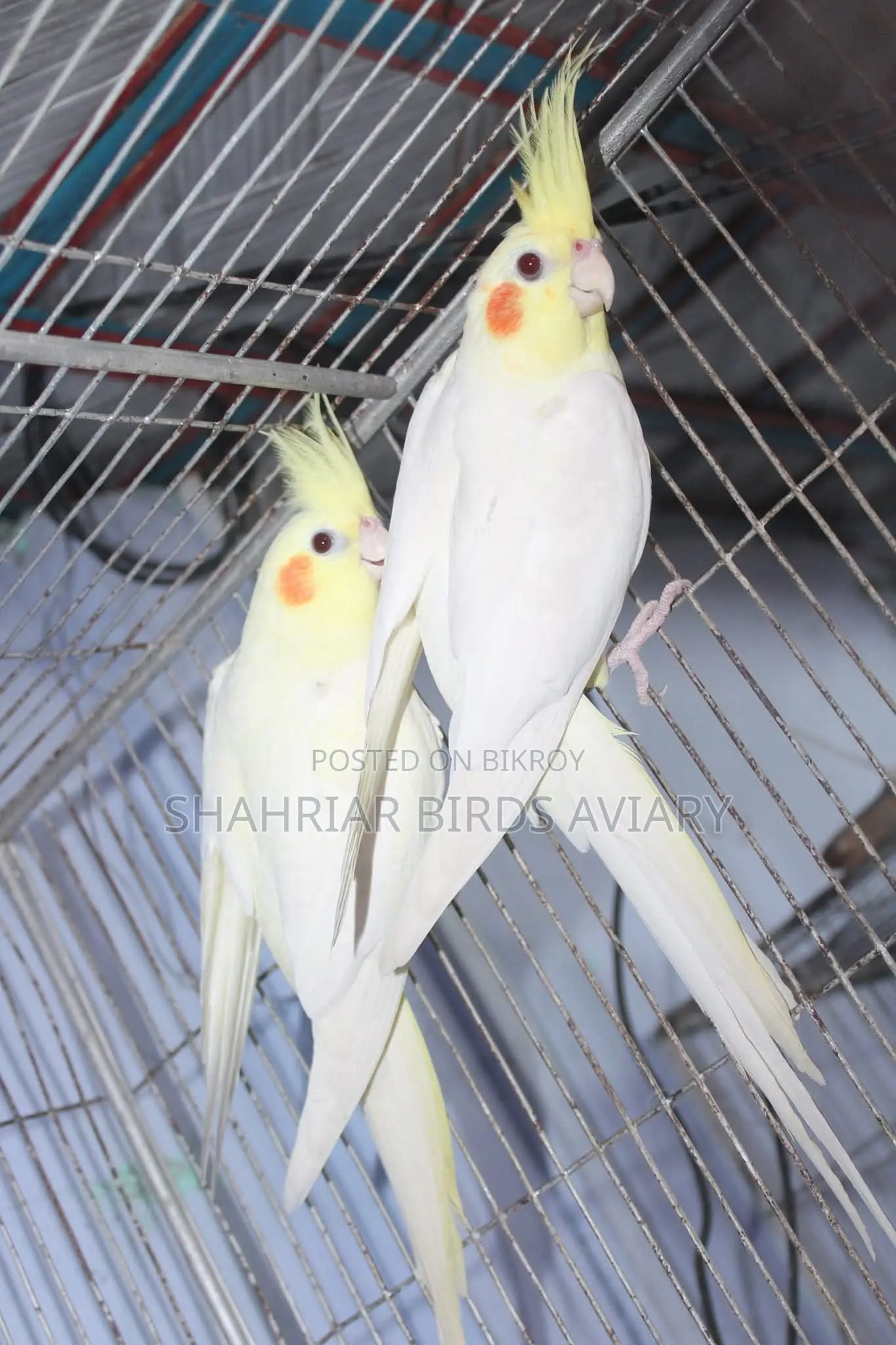 Lutino Cockatiel (Red Eye)
