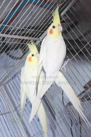 Lutino Cockatiel (Red Eye)