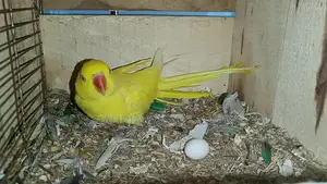 লোটিনো রিংনেক (কথা বলা পাখি)