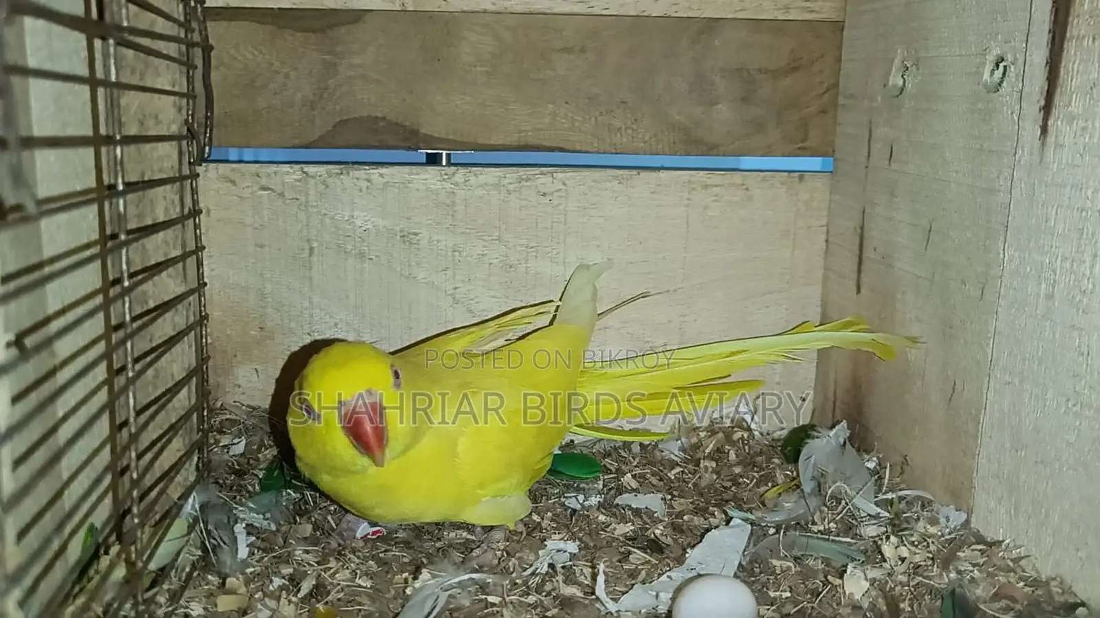 Lutino Ringneck (Talking Bird)
