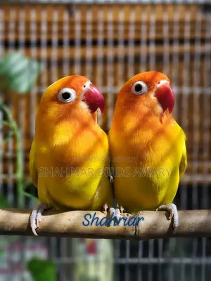 Latino Fisher lovebird