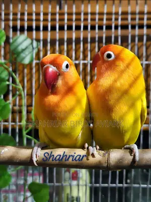 Latino Fisher lovebird