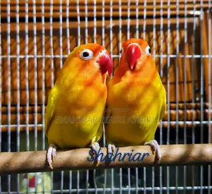 Latino Fisher lovebird