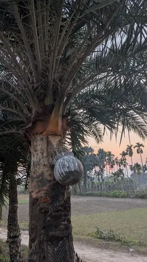 Fresh Date Palm Juice