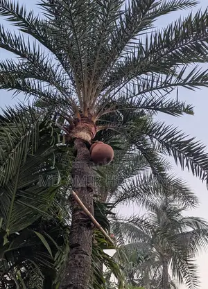 Fresh Date Palm Juice