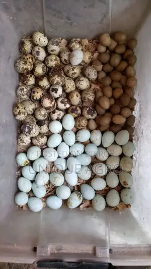 European White Giant Coturnix Quail Hatching Eggs