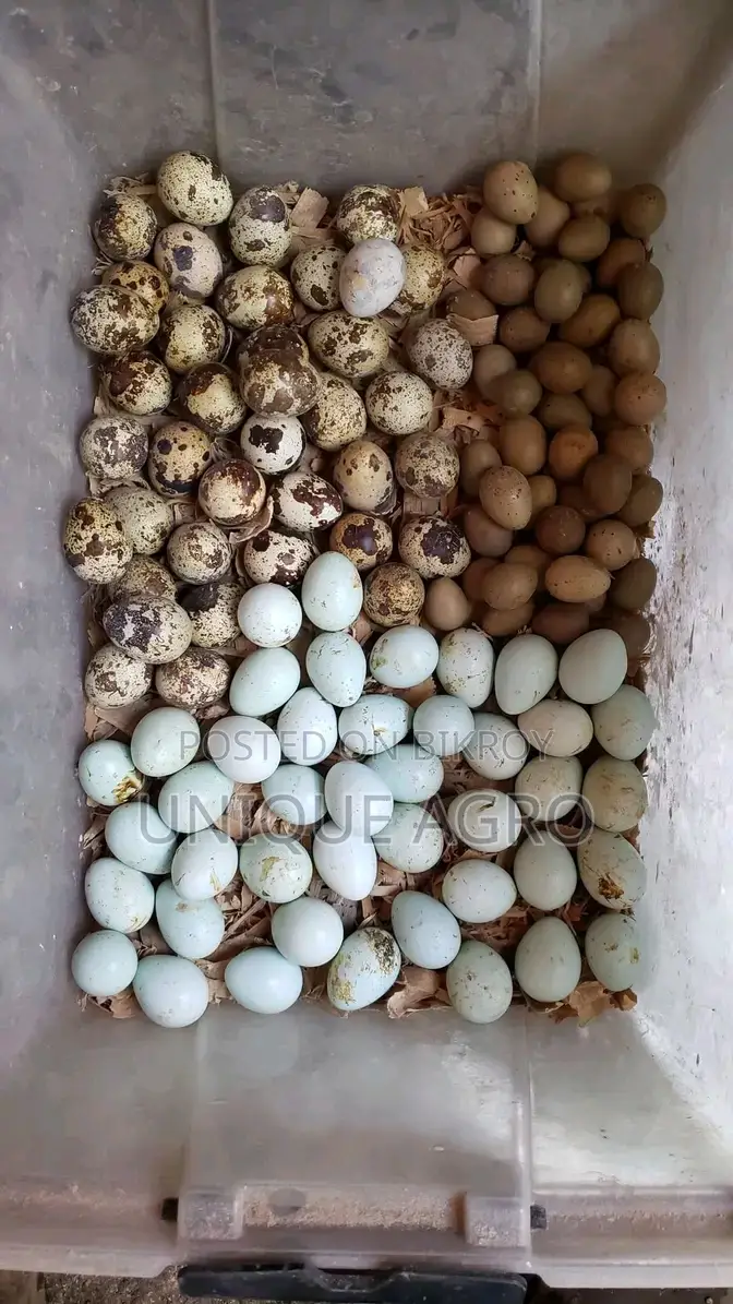 European White Giant Coturnix Quail Hatching Eggs