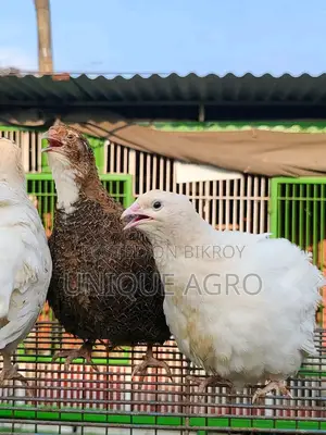 European White Giant Coturnix Quail Hatching Eggs