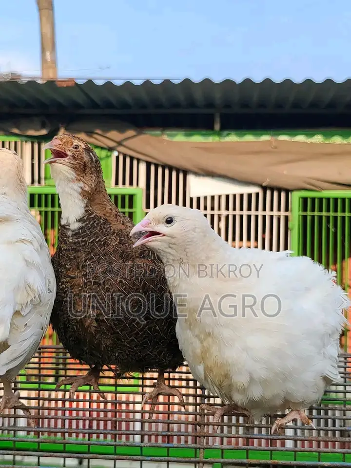 European White Giant Coturnix Quail Hatching Eggs