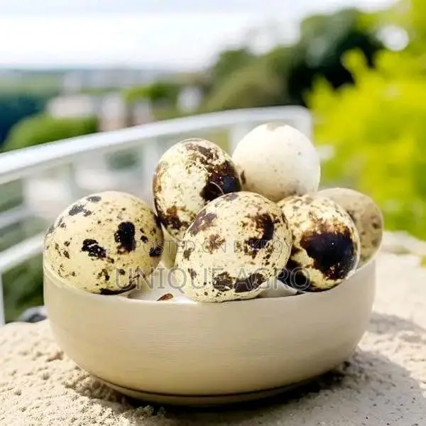 European White Giant Coturnix Quail Hatching Eggs