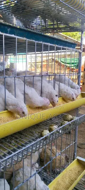 European White Giant Coturnix Quail Hatching Eggs